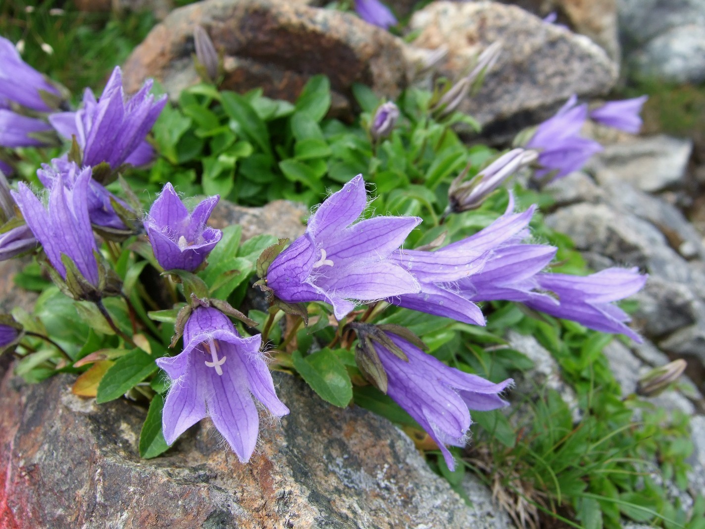 Колокольчик волосистоцветковый Campanula dasyantha
